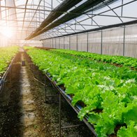 Organic Products