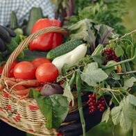 Fresh Vegetables