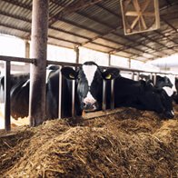 Dairy Products